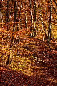 Autumn by Rob Boon