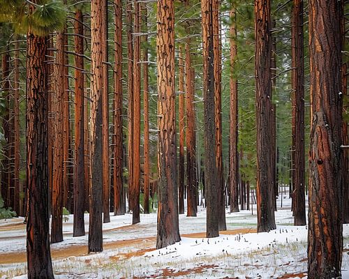 Snowfall in the deep forest