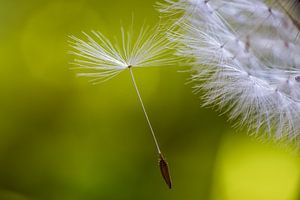 Pluisje van een paardenbloem