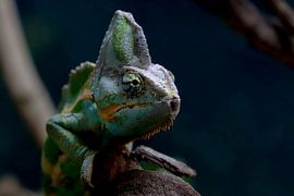 Caméléon sur Gerrit van Oostveen