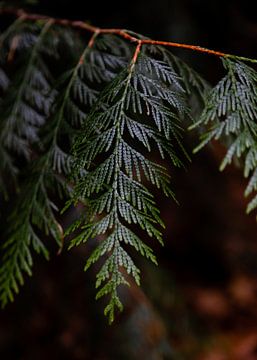 Natuur close-up dennentak in het Bos | Herfst detail