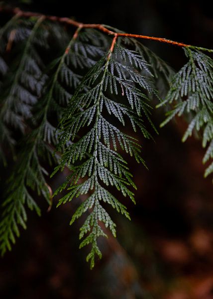 Natuur close-up dennentak in het Bos | Herfst detail van Vera Yve
