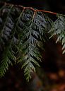 Natuur close-up dennentak in het Bos | Herfst detail van Vera Yve thumbnail