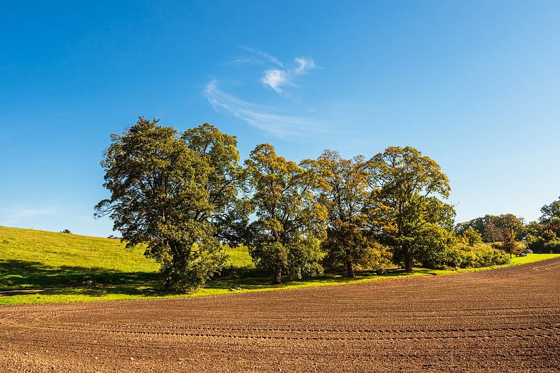 Landschaft mit Feld und Bäumen bei Hohen Demzin von Rico Ködder