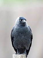 kraai