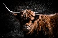 Hooglander in de Duinen van Kennemerland