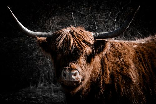 Hooglander in de Duinen van Kennemerland van Patricia Van Roosmalen