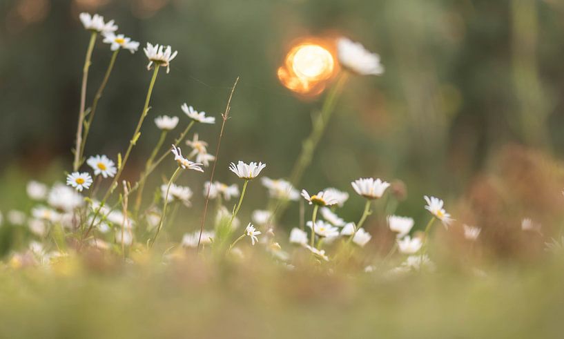 Gänseblümchen am Morgen von Tania Perneel