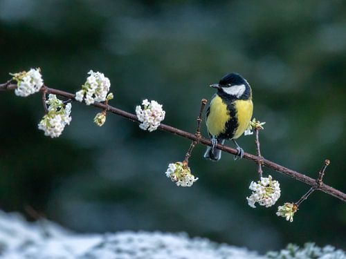 Great tit on blossom branch