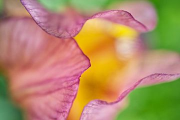 Paarse Iris Bloemen Macro Abstract van Iris Holzer Richardson