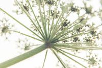 Abstract Heracleum