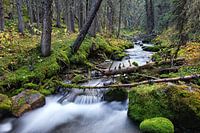 Bos en rivier in Canada