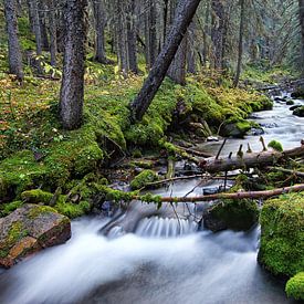 Bos en rivier in Canada van Joris Beudel