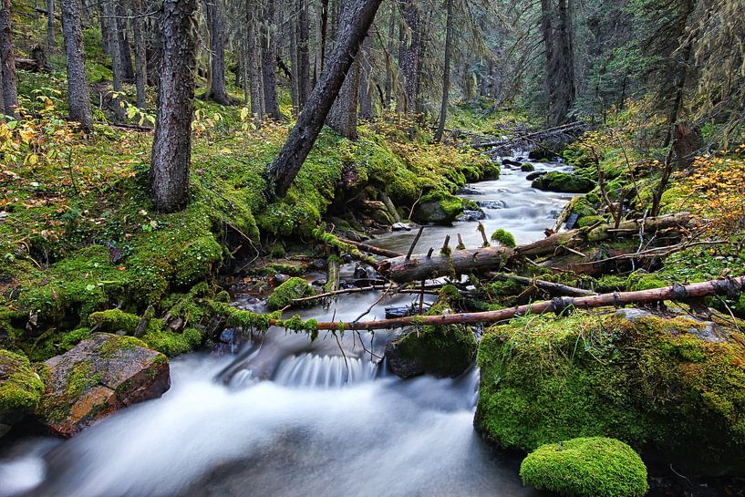 Bos en rivier in Canada van Joris Beudel