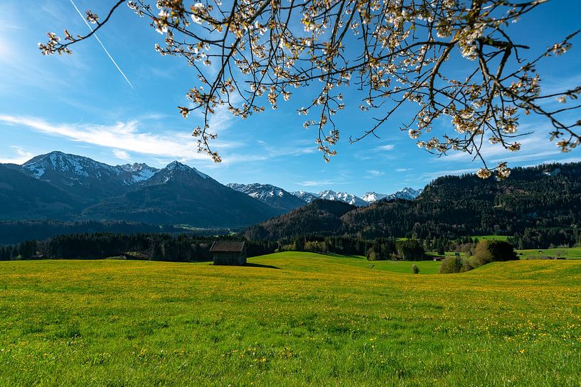 Printemps dans la vallée de l'Allgäu avec des arbres en fleurs par Leo Schindzielorz