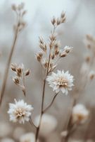 Dry Flower Detail No 15