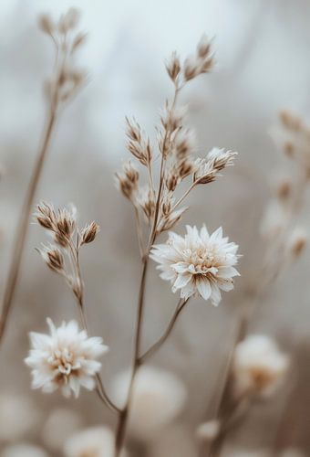 Détail de la fleur séchée No 15