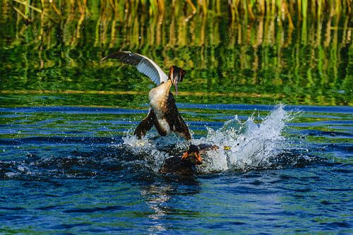 Futen territoriumgevecht
