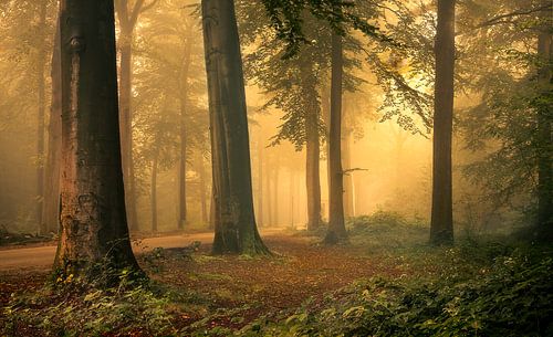 Zonsopkomst in het bos
