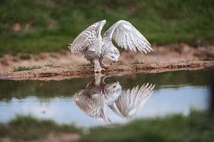 Schneeeule mit einem Keil im Wasser.