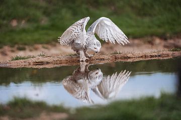 Sneeuwuil met spiegelbeeld in het water. van Janny Beimers