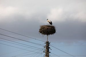 Cigogne sur son nid sur un haut poteau électrique