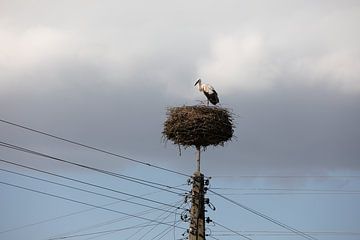 ooievaar op zijn nest op een hoge electriciteitspaal