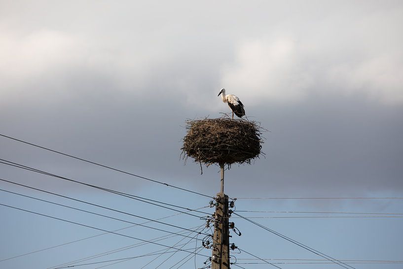 Storch auf seinem Nest an einem hohen Strommast von Eric van Nieuwland