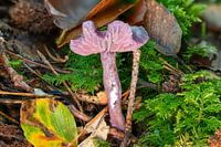 violet lacquer funnel