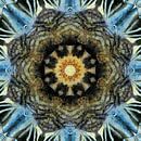 Cat Fur Kaleidoscope 1 by Dorothy Berry-Lound thumbnail