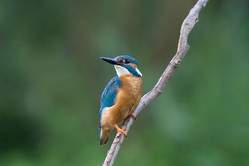 Kingfisher