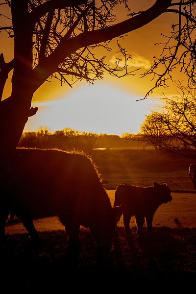 Mother and son Scottish Highlander by Anne Ponsen