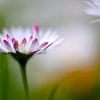 Daisy by Kees Smans