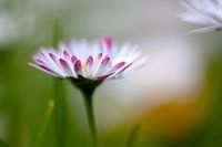 Daisy