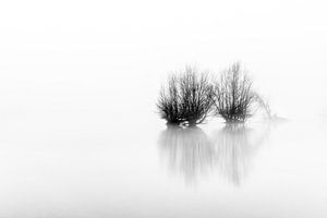 High Key Misty Trees by Sander Grefte