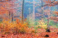 Alle herfstkleuren in het bos par Dennis van de Water Aperçu