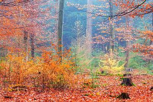 Alle herfstkleuren in het bos van Dennis van de Water