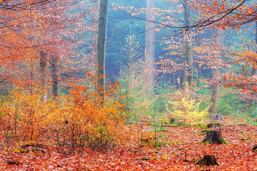 Alle herfstkleuren in het bos par Dennis van de Water