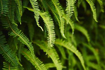 Serenity. Ferns in the rain.