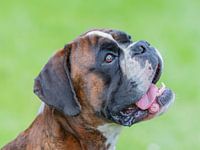 Boxer kop portret