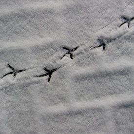 Vogelsporen van Rafael Delaedt