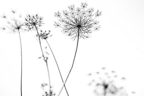 Whistler Unkraut in Schwarz und Weiß