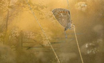 Memories (bewerking van een vlinder met dauwdruppels in een goudkleurig landschap) van Birgitte Bergman