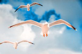 Seagulls on Texel by Liberty Biesma