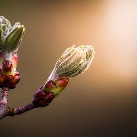 Lente van Andre Michaelis