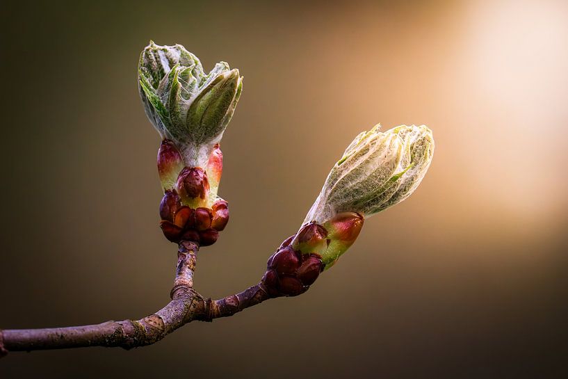Frühling von Andre Michaelis