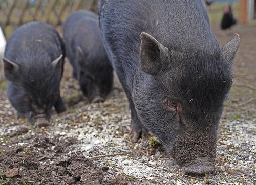 1 jaar oude minivarkens in de tuin