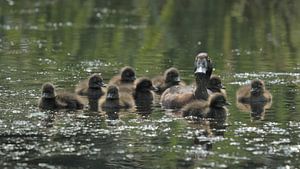 Canards