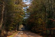 Marche dans une forêt presque déserte par Annemarie Goudswaard Aperçu