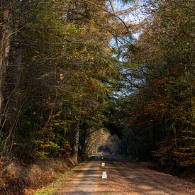 Spaziergang in einem fast menschenleeren Wald von Annemarie Goudswaard